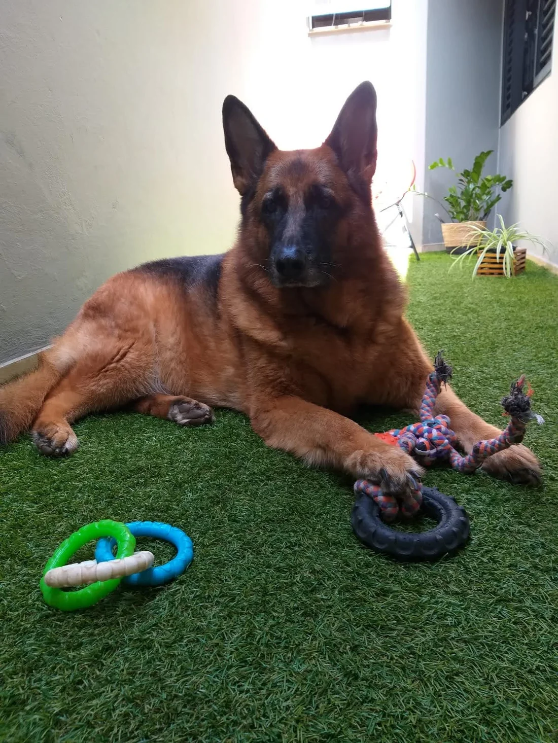 Cachorro sobre grama sintética em área pet
