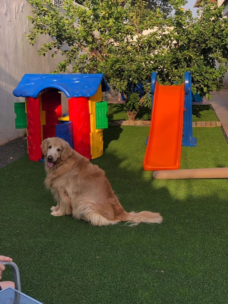 Cão em espaço pet com grama sintética e playground